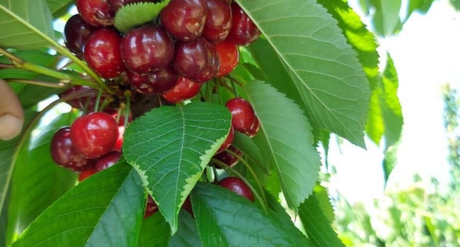 Profitable orchard for sale with ready business in Azerbaijan Annual income from $700,000 to $1,000,000