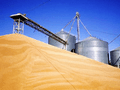 Wheat flour and grain for export